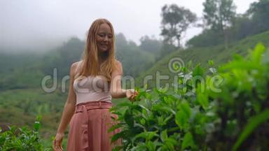 一名年轻女子参观高地茶园的慢镜头。新鲜，茶的概念